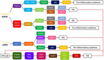 Human Genetic Host Factors and Its Role in the Pathogenesis of Chikungunya Virus Infection